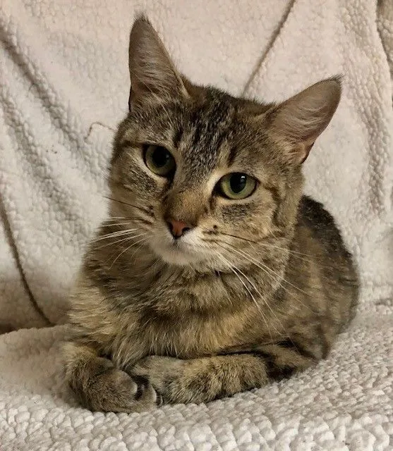 An adult medium-sized female Tabby (Brown / Chocolate) Domestic Short Hair cat named Delilah for adoption in Pompton Lakes, NJ