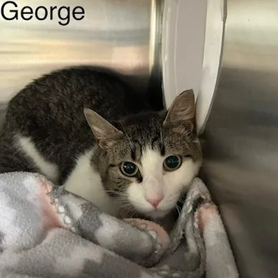 George