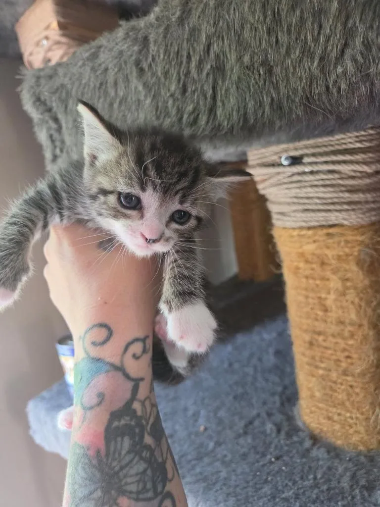 A baby medium-sized female Domestic Short Hair cat named Billy Jo for adoption in Parkville, MD