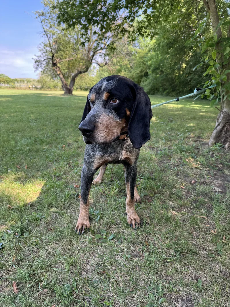 An adult medium-sized male Bluetick Coonhound dog named Humpty Dumpty for adoption in Midland, MI