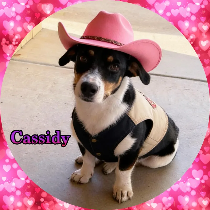 CASSIDY Corgi thumbnail 2