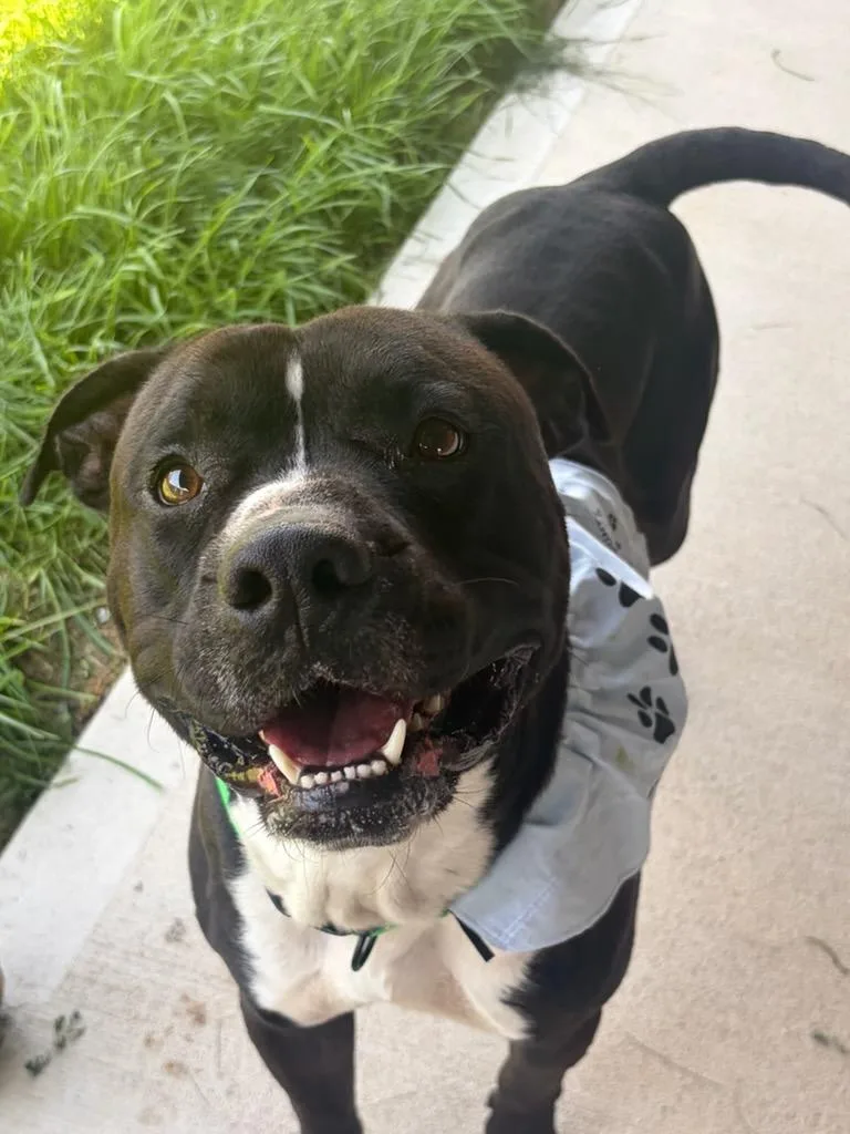 An adult medium-sized male Black Pit Bull Terrier dog named Conner for adoption in Tiffin, OH