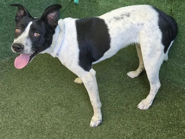 A young large-sized female English Pointer dog named Amber for adoption in Lancaster, CA