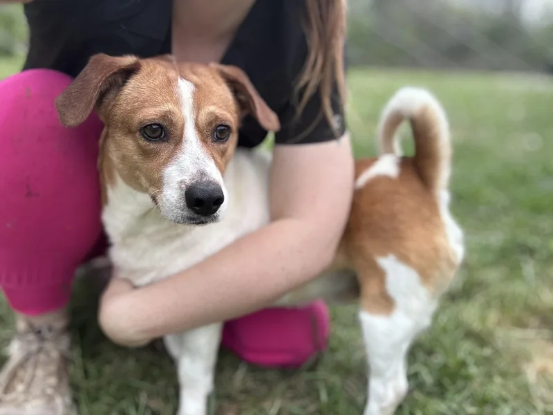 An adult medium-sized male Tricolor (Brown, Black, & White) Beagle dog named Snoopy for adoption in Chuckey, TN