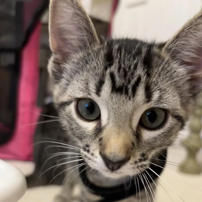 Meg LittleWomenlitter thumbnail 3