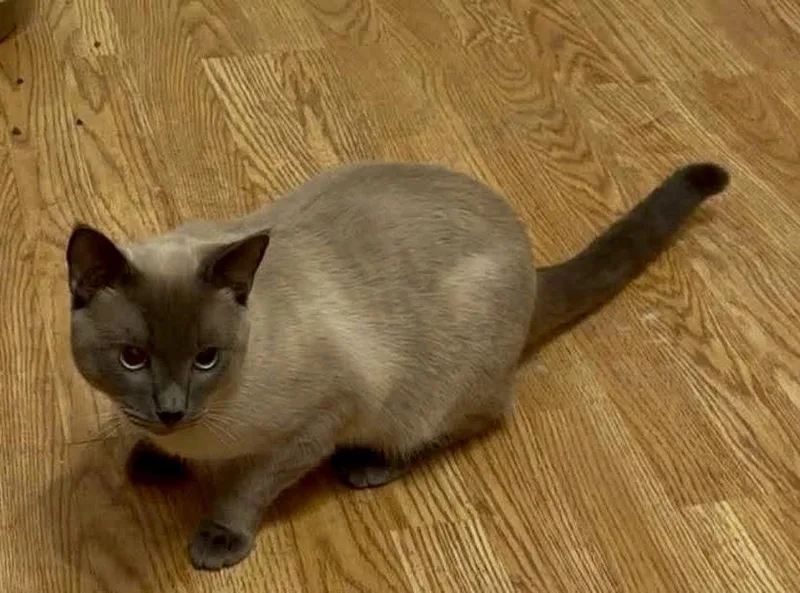 An adult medium-sized male Lilac Point Siamese cat named Frankie for adoption in Corpus Christi, TX