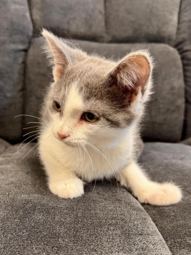 A baby medium-sized male Gray & White Domestic Short Hair cat named Hiker for adoption in Midland, MI