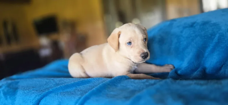Amigo thumbnail 3