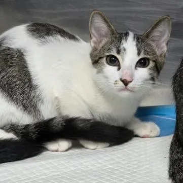 A baby small-sized female Brown / Chocolate Domestic Short Hair cat named Princess Carlsbad for adoption in Denver, CO