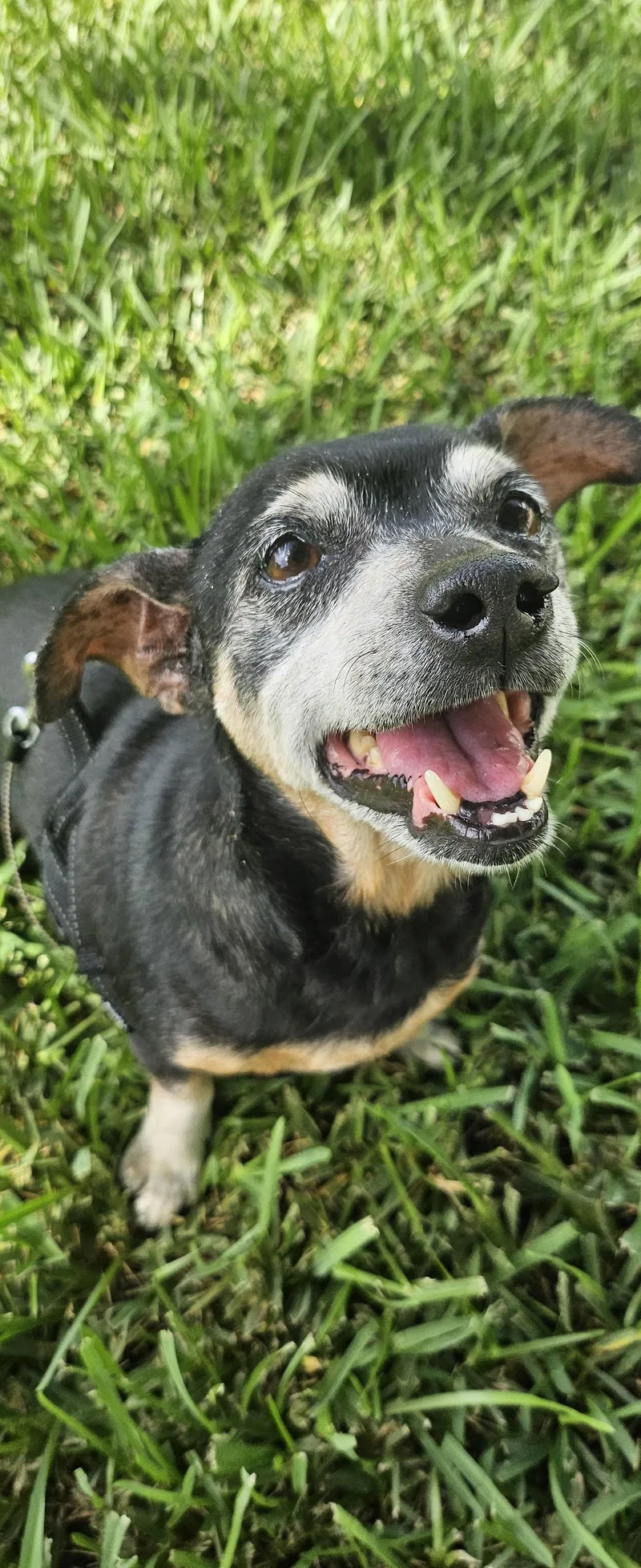 A senior small-sized female Dachshund dog named Snyder for adoption in West Columbia, SC