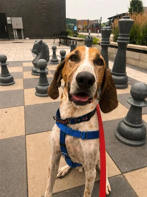 An adult large-sized male English Coonhound dog named Bayou for adoption in Centerville, MA