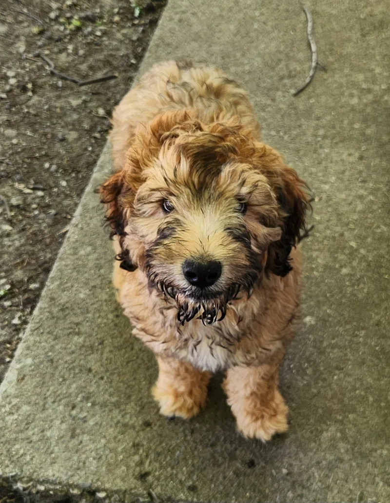 A baby medium-sized male Sable Bernedoodle dog named Finn for adoption in Liberty Center, OH