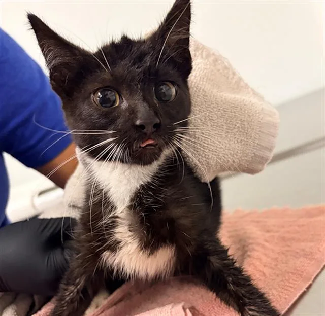 A baby small-sized female Domestic Short Hair cat named Switzerland for adoption in Camarillo, CA