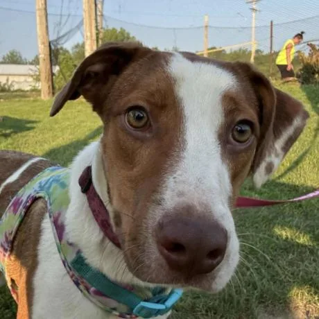An adult small-sized female Brown / Chocolate Mixed Breed dog named Honeybun for adoption in Coralville, IA