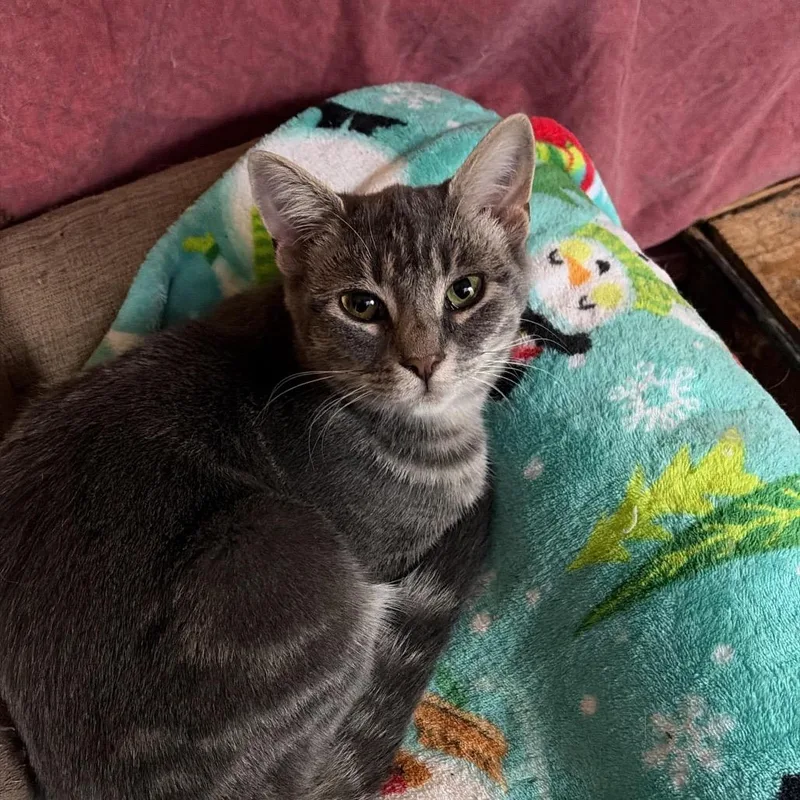 A young small-sized male Gray / Blue / Silver Domestic Short Hair cat named Grayson for adoption in Winchester, VA