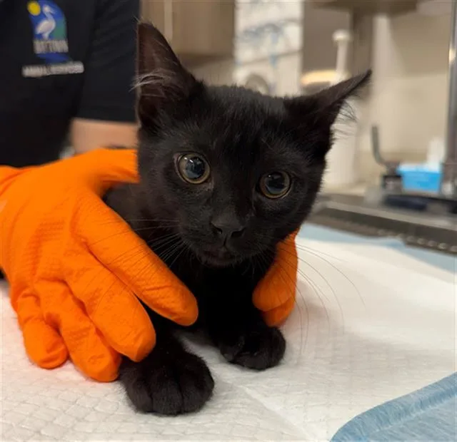 A baby small-sized male Domestic Short Hair cat named Thackery for adoption in Baytown, TX
