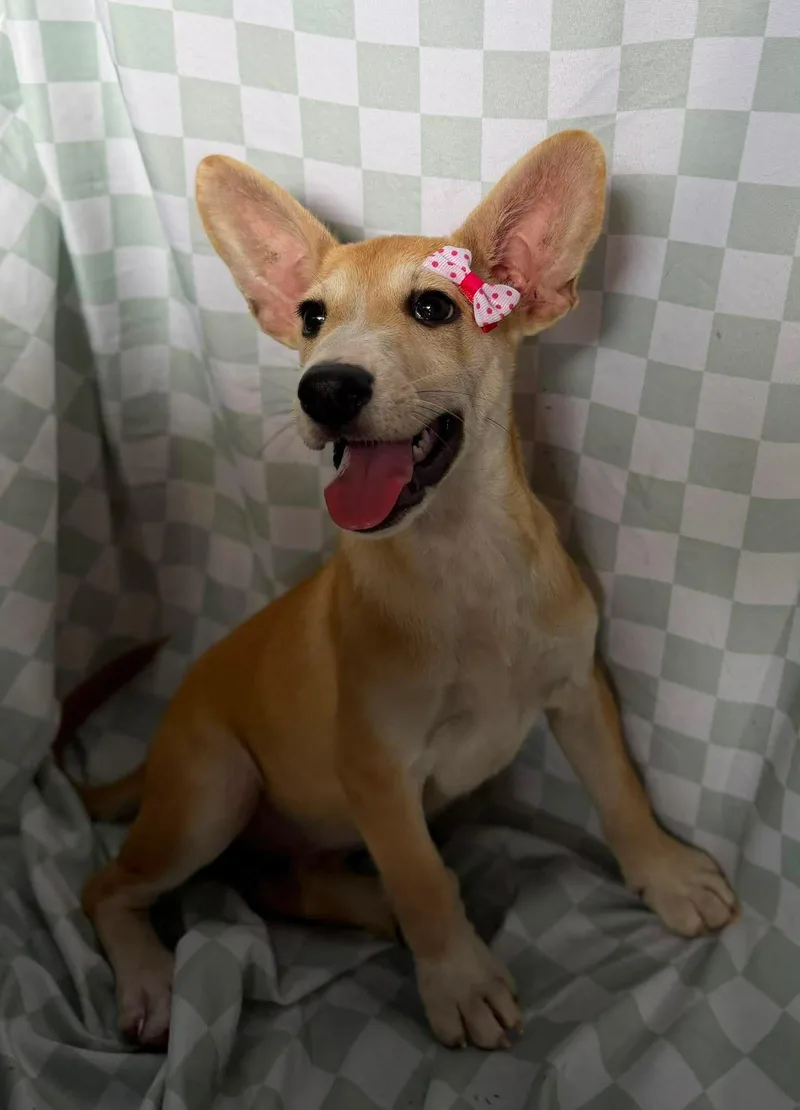 A baby small-sized female Corgi dog named Kala for adoption in New York, NY