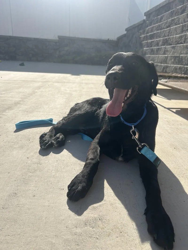 A young medium-sized male Labrador Retriever dog named Rico for adoption in Lancaster, PA
