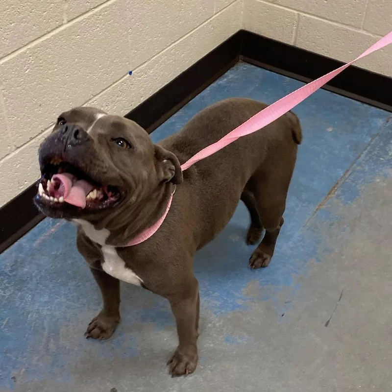 An adult medium-sized female Gray / Blue / Silver Mixed Breed dog named River for adoption in Memphis, TN
