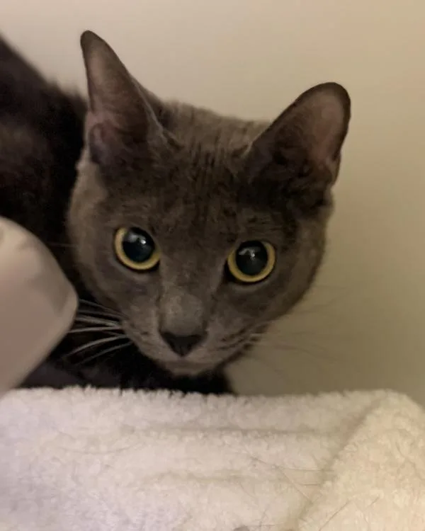 An adult medium-sized female Domestic Short Hair cat named Jinx for adoption in Canton, GA