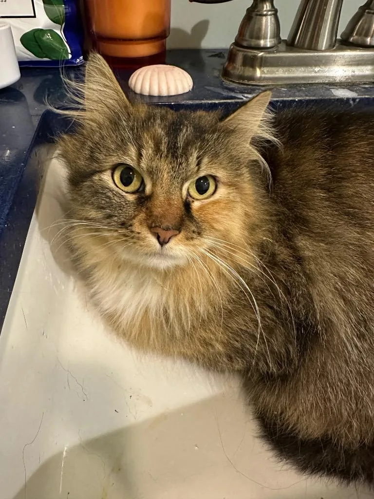 A young large-sized female Domestic Short Hair cat named Stray Cat C for adoption in Grants Pass, OR