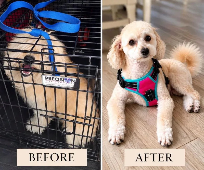 A young medium-sized male Poodle dog named Bear for adoption in Palm City, FL