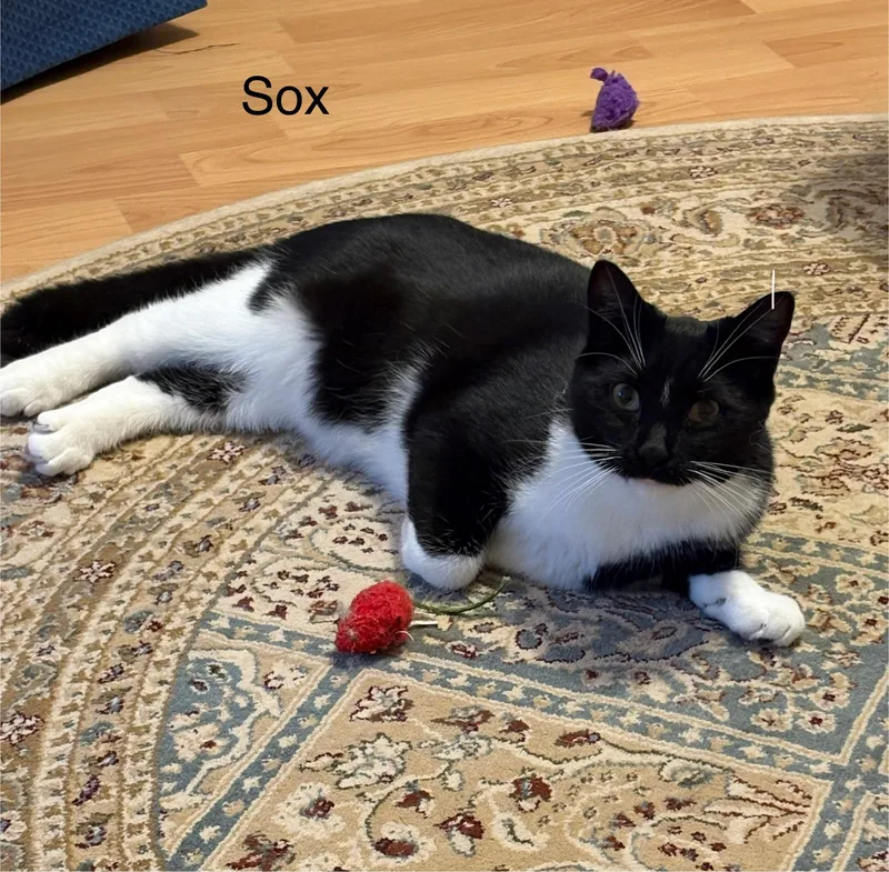 Sox