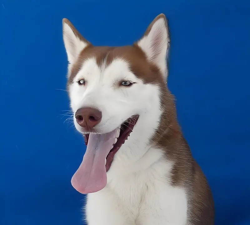 An adult medium-sized male Siberian Husky dog named Creed for adoption in Pasadena, CA