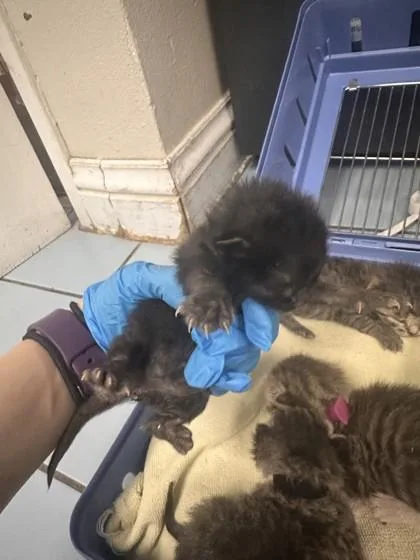 A baby small-sized female Domestic Short Hair cat named Smooch for adoption in Roseville, CA