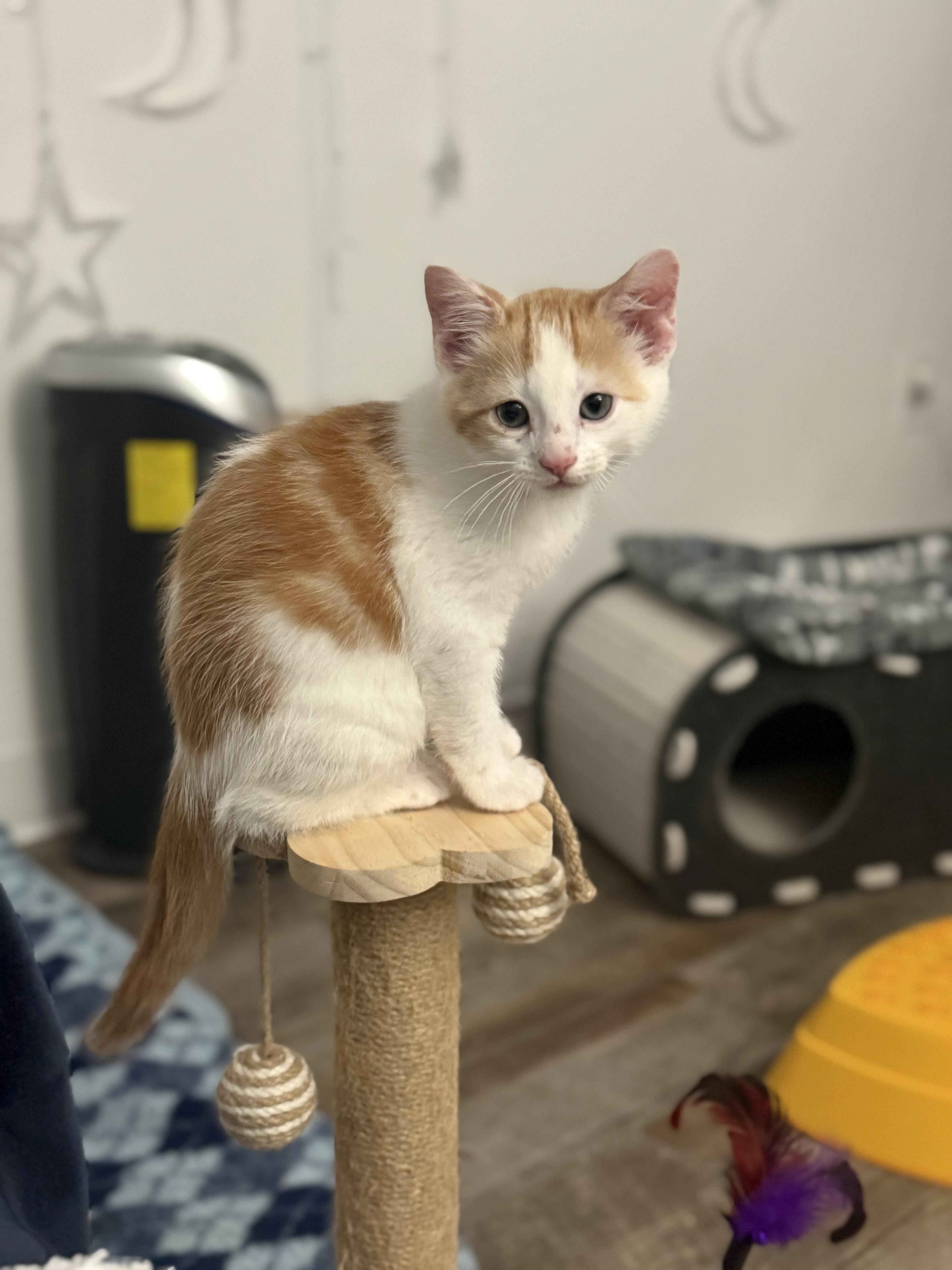 A baby medium-sized male Domestic Short Hair cat named Simon for adoption in Blaine, MN