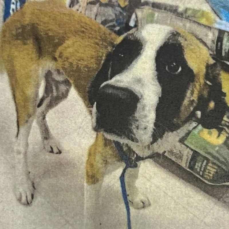 An adult medium-sized male Mixed Breed dog named Bear for adoption in Jupiter, FL