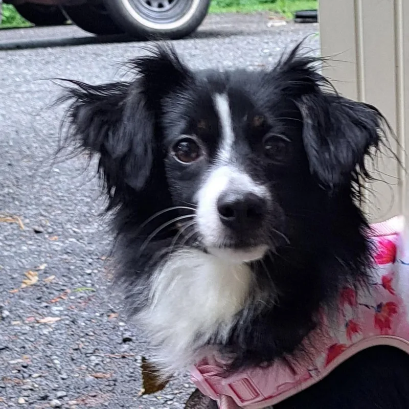 Maggie