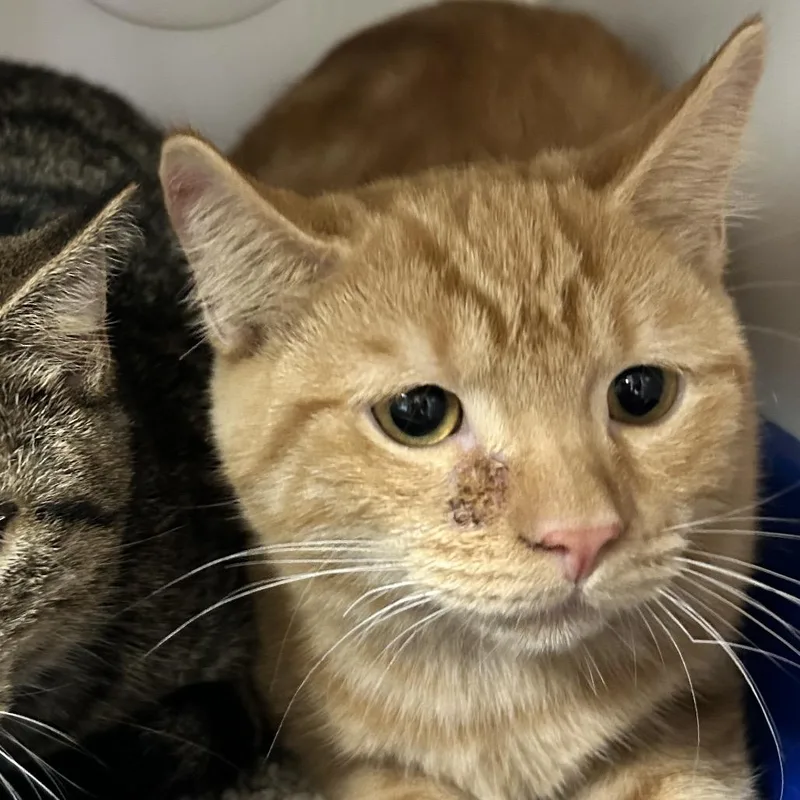 A baby small-sized male Orange / Red Domestic Short Hair cat named Tajin for adoption in Newport, NC
