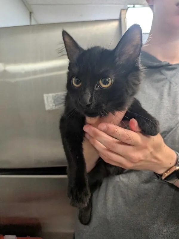 A young medium-sized female Black Domestic Long Hair cat named Hole Punch for adoption in Cincinnati, OH