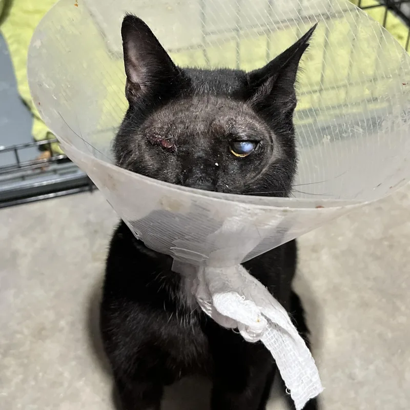 Figaro