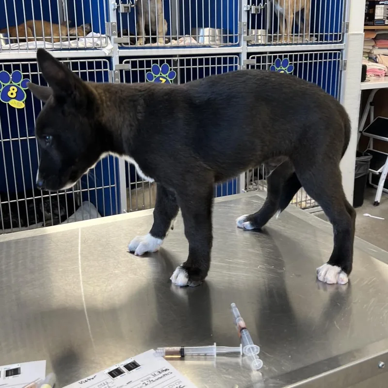 A baby medium-sized male Black Mixed Breed dog named Victor for adoption in Las Cruces, NM