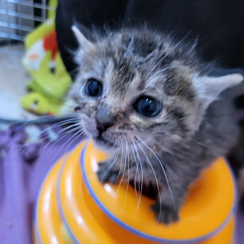 A baby small-sized female Brown / Chocolate Domestic Short Hair cat named Merriman for adoption in Kanab, UT