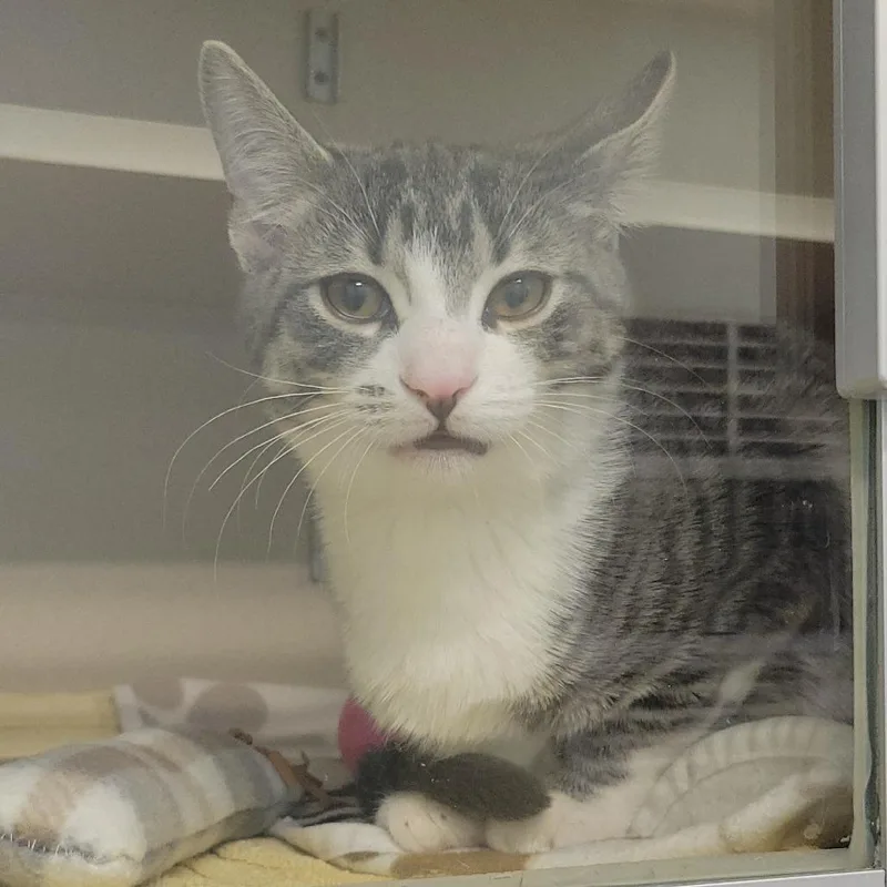 A young medium-sized male Gray / Blue / Silver Domestic Short Hair cat named Mango for adoption in Wheeling, IL