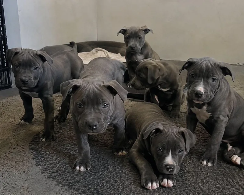 A baby medium-sized male Pit Bull Terrier dog named Pitbull Puppy Crew for adoption in Avon, CT