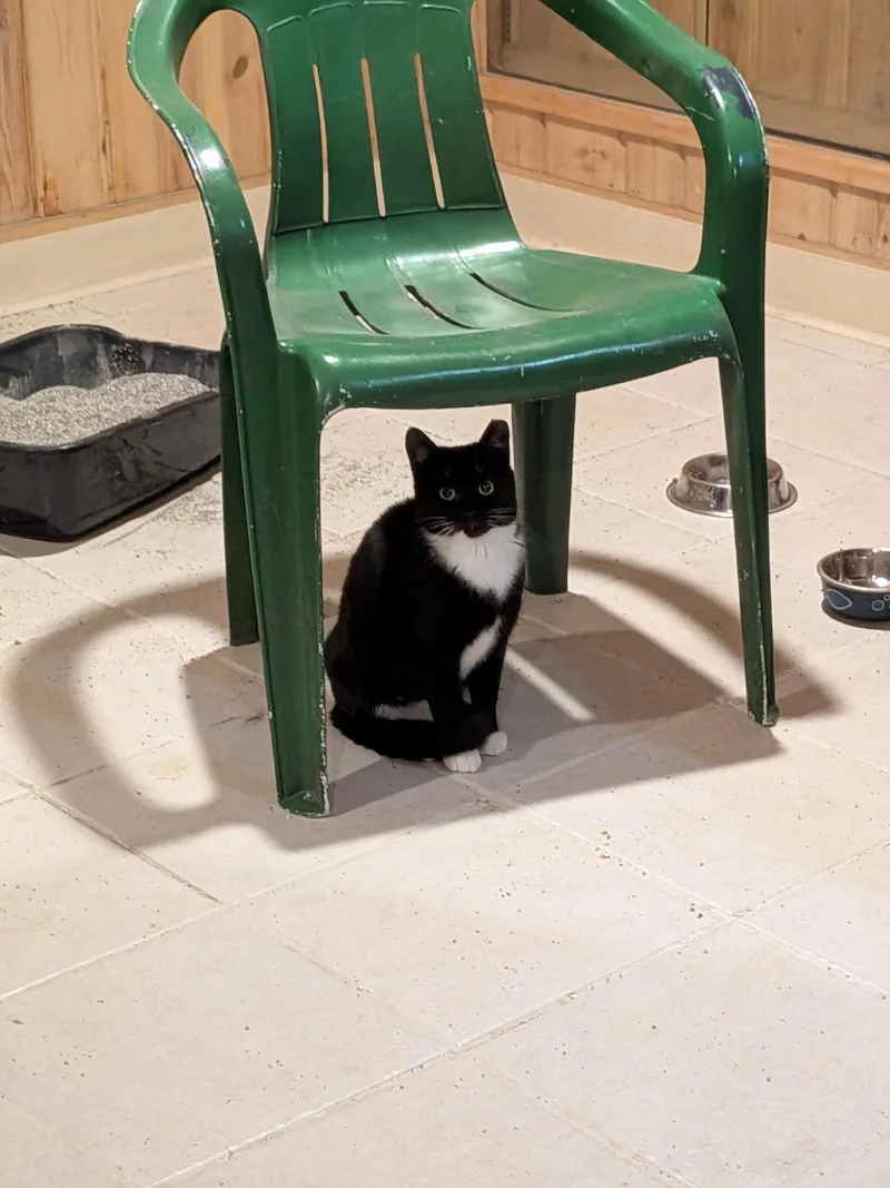 Sherlock And Penny thumbnail 2