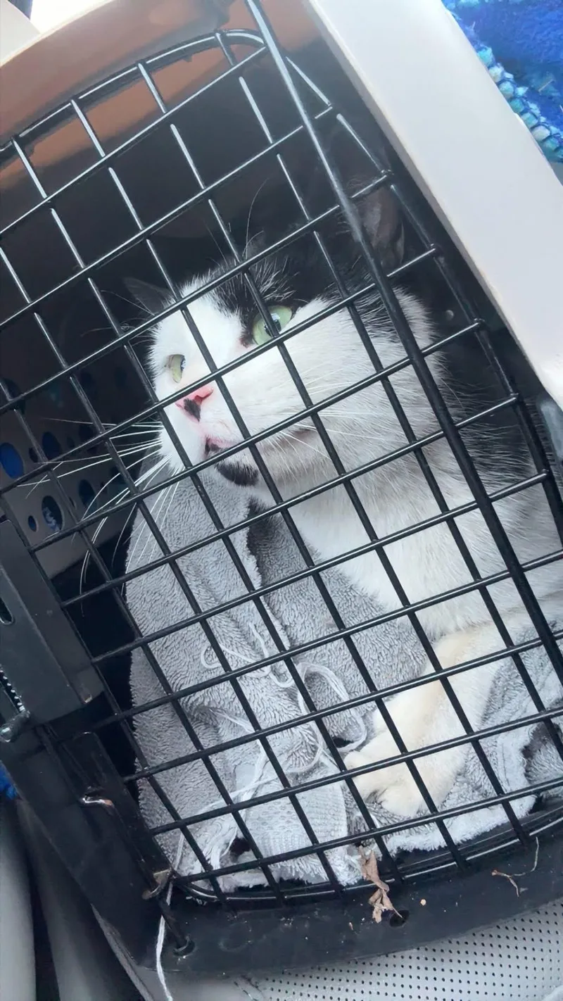 Sherlock And Penny thumbnail 3