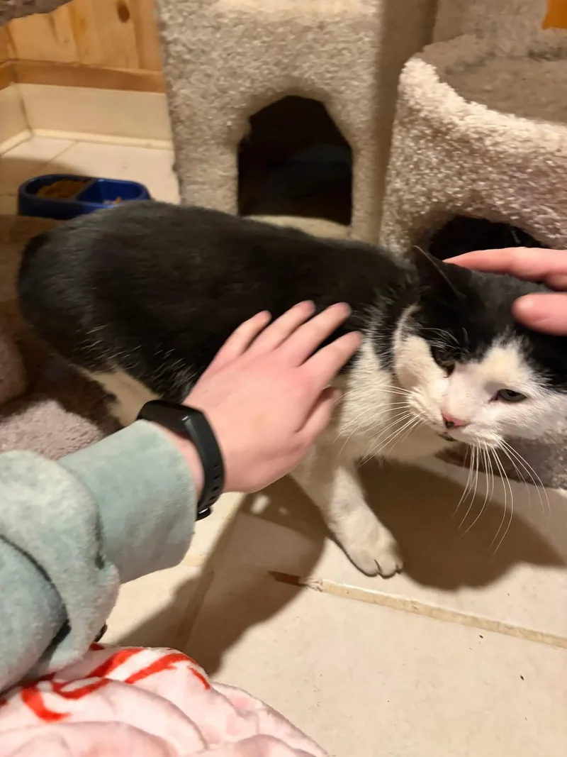 Sherlock And Penny thumbnail 4