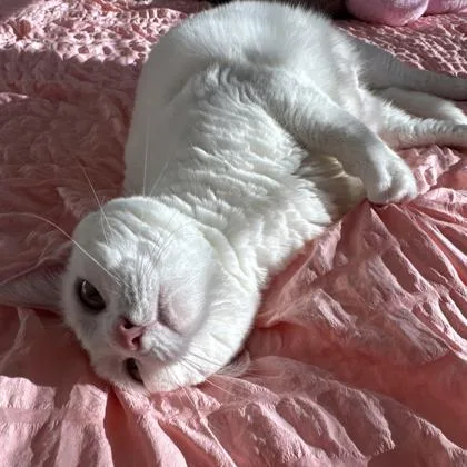 An adult small-sized female White Domestic Short Hair cat named Ivorie for adoption in Atlanta, GA