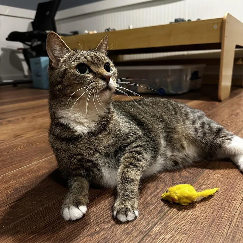 A senior small-sized male Domestic Short Hair cat named Yoda for adoption in Roanoke, VA