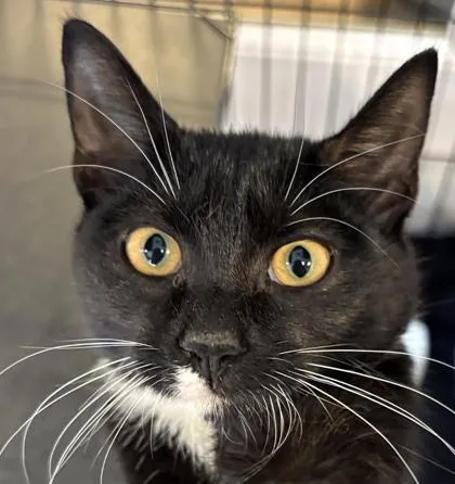 A baby small-sized female Domestic Short Hair cat named Lottie for adoption in Cumming, GA