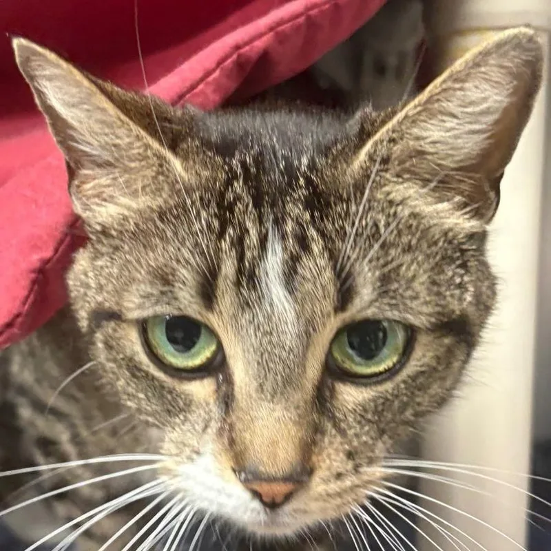 An adult medium-sized female Brown / Chocolate Domestic Short Hair cat named Mittens for adoption in Kennebunk, ME