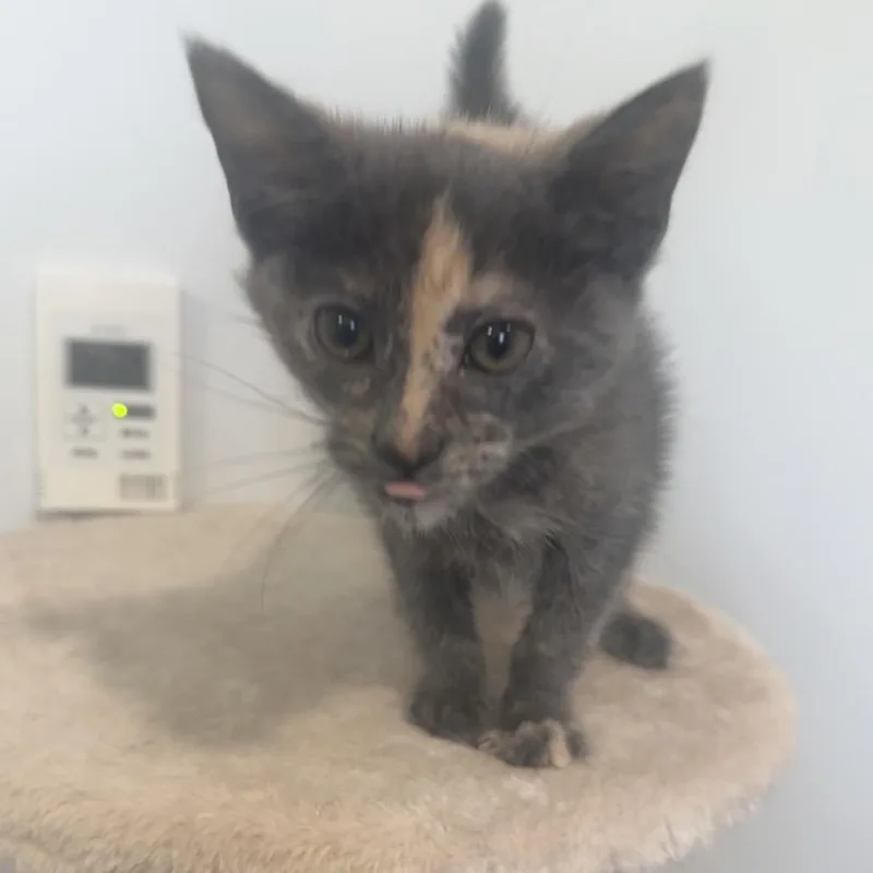 A baby small-sized female American Shorthair cat named Coca Cola for adoption in Danbury, CT
