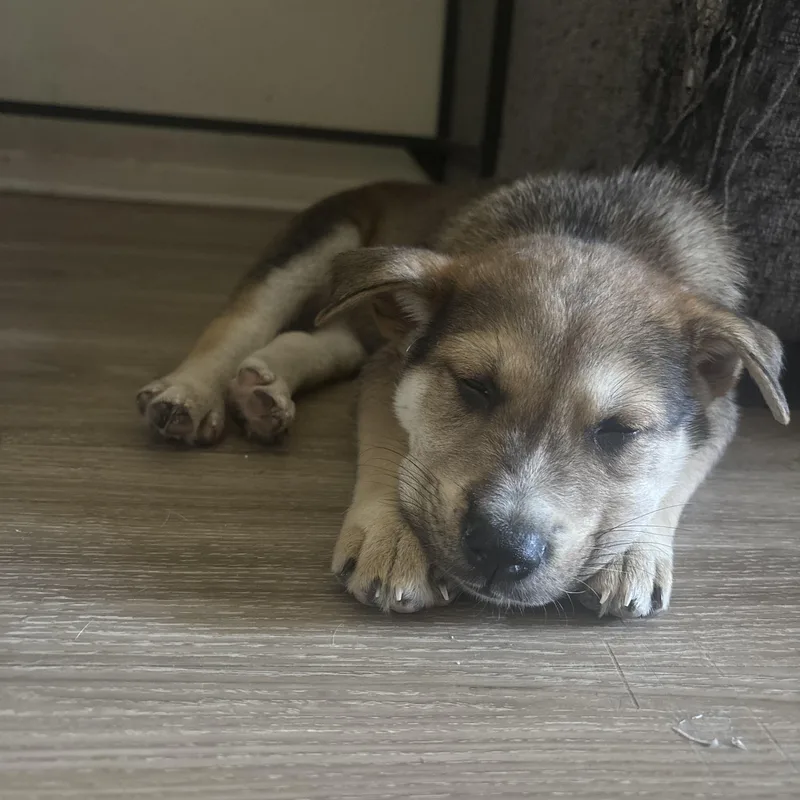 A baby small-sized male Apricot / Beige German Shepherd Dog dog named Leo for adoption in Costa Mesa, CA