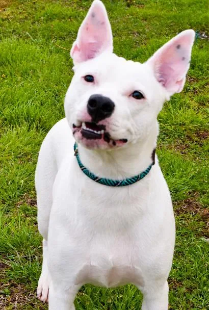 A young medium-sized female Terrier dog named Luna Heart for adoption in Cumming, GA
