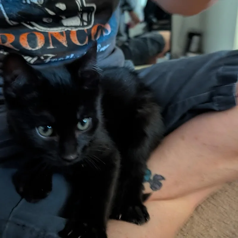 A baby medium-sized male Black Domestic Short Hair cat named Squirley for adoption in Wheat Ridge, CO